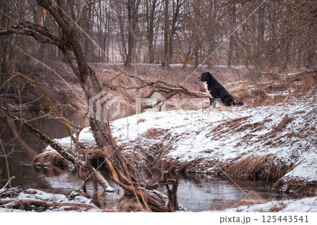 The Central Asian Shepherd Dog sits among snow-covered trees. Black and white huge dog, portrait. The Central Asian Shepherd Dog sits among snow-covered trees. Black and white huge dog, portrait. 125443541