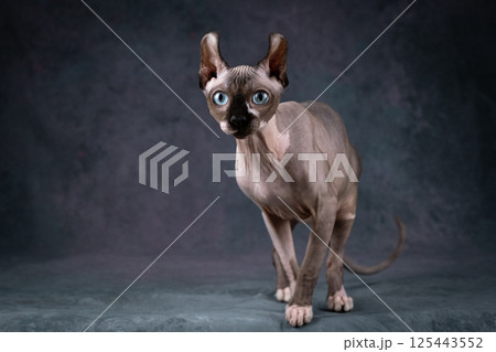 Lovely bald cat with blue eyes, Studio shooting on a gray background Lovely bald cat with blue eyes, Studio shooting on a gray background 125443552