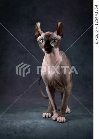 Lovely bald cat with blue eyes, Studio shooting on a gray background 125443554