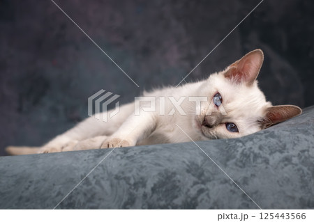 A beautiful Siamese kitten is lying on a gray background. Beautiful Animal, Studio Shooting 125443566