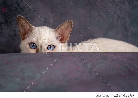 A beautiful Siamese kitten is lying on a gray background. Beautiful Animal, Studio Shooting 125443567