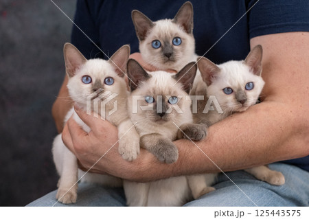 A bunch of beautiful blue-eyed kittens in strong male hands. Thai kittens sit on the owner's lap A bunch of beautiful blue-eyed kittens in strong male hands. Thai kittens sit on the owner's lap 125443575