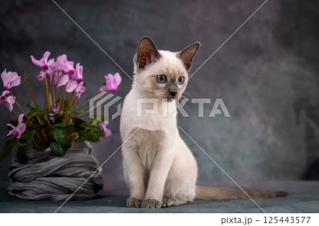 Beautiful Thai kitten sitting next to pink flowers. Siamese kitten on a gray background 125443577
