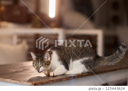 A Playful Cat is Joyfully Enjoying Its Leisure Time while Engaging with a Fun Toy 125443624