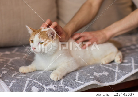 Enjoying some relaxing moments with cat massage therapy can bring great joy and comfort Enjoying some relaxing moments with cat massage therapy can bring great joy and comfort 125443637
