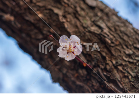 梅の花  梅の花  125443671