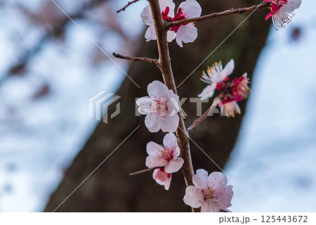 梅の花  梅の花  125443672