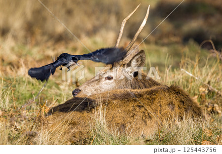 Jackdaw in Flight Over Resting Deerの写真素材 [125443756] - PIXTA