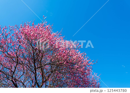 青空と梅の花 青空と梅の花 125443780