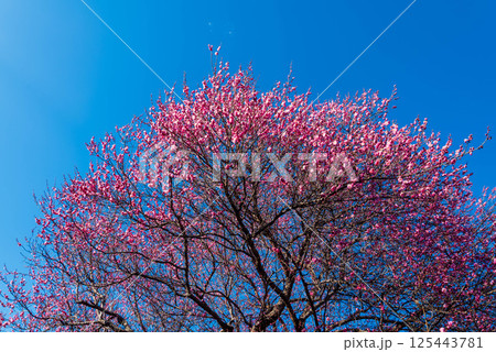 青空と梅の花 青空と梅の花 125443781