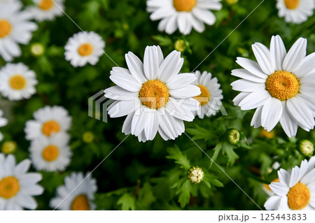 ノースポール 125443833