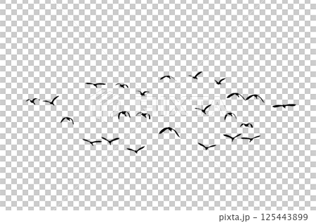 Bird sillhouette Flock black birds. Flocks of flying pigeons isolated on background. Save with clipping path. flying birds formation of pigeons many isolated for backgound PNG Bird sillhouette Flock black birds. Flocks of flying pigeons isolated on background. Save with clipping path. flying birds formation of pigeons many isolated for backgound PNG 125443899