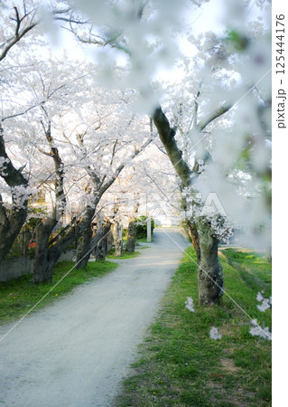 僕しか知らない桜の帰り道2 僕しか知らない桜の帰り道2 125444176