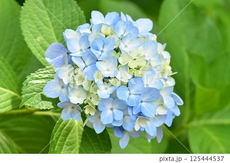 青い紫陽花 125444537