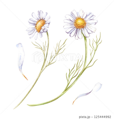 Watercolor daisies and petals are hand-drawn on a white background. White wildflowers. Botanical illustration. Isolated. Clipart. For the design of postcards, invitations, wallpapers. Watercolor daisies and petals are hand-drawn on a white background. White wildflowers. Botanical illustration. Isolated. Clipart. For the design of postcards, invitations, wallpapers. 125444992