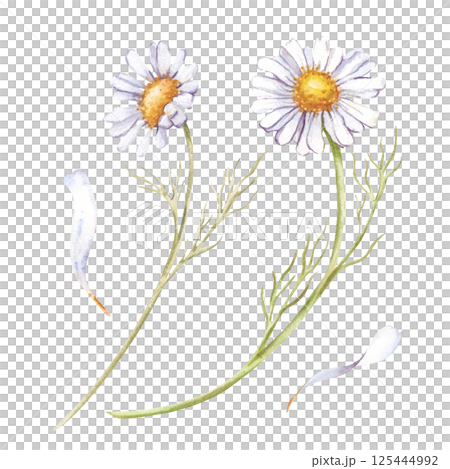 Watercolor daisies and petals are hand-drawn on a white background. White wildflowers. Botanical illustration. Isolated. Clipart. For the design of postcards, invitations, wallpapers. Watercolor daisies and petals are hand-drawn on a white background. White wildflowers. Botanical illustration. Isolated. Clipart. For the design of postcards, invitations, wallpapers. 125444992