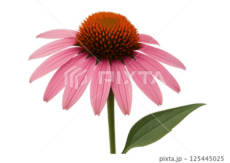Pink Echinacea Flower Blooming Against a Plain Background in the Afternoon Light 125445025