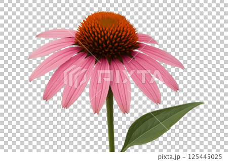 Pink Echinacea Flower Blooming Against a Plain Background in the Afternoon Light 125445025