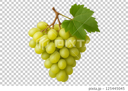 Green Grapes Hanging From a Vine With Leaves in Bright Natural Light 125445045