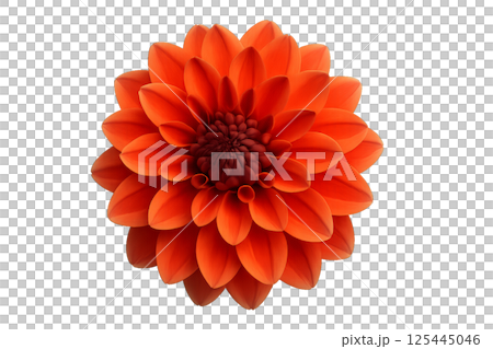 Bright Orange Dahlia Flower Showcasing Intricate Petal Layers in Full Bloom 125445046