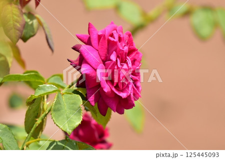 赤いバラ 125445093
