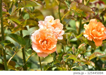 バラの花、薄い赤色 125445094