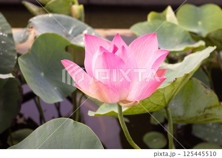 ピンク色のハスの花 ベトナム 4 ピンク色のハスの花 ベトナム 4 125445510