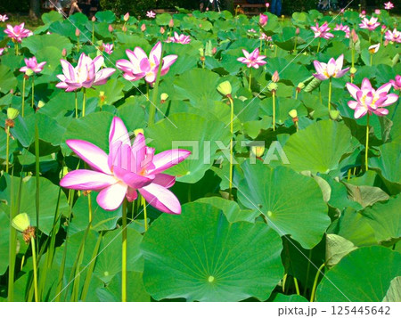蓮池のピンクの蓮花　行田市　埼玉県　2 125445642