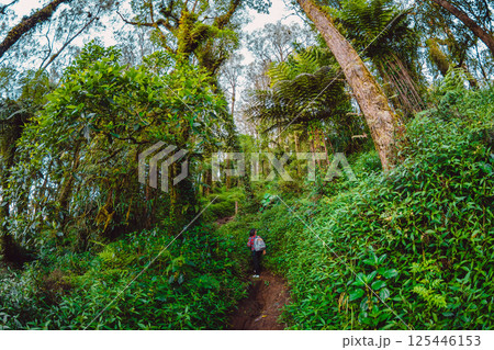 Tropical forest with high trees and hiker woman on path on Abang mountain Tropical forest with high trees and hiker woman on path on Abang mountain 125446153