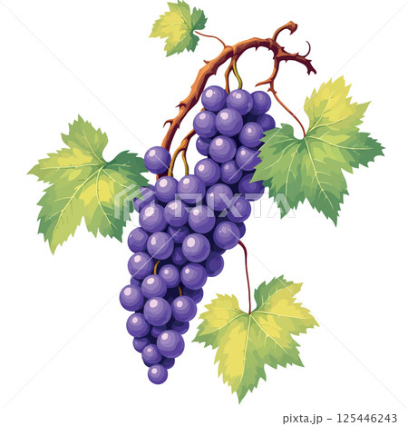 Vsai bunch of purple grapes hanging from vine with green leaves Vsai bunch of purple grapes hanging from vine with green leaves 125446243