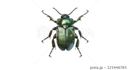 Green Metallic Beetle. Insect Anatomy And Entomology Study Isolated On Transparent Background 125446765