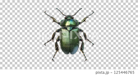 Green Metallic Beetle. Insect Anatomy And Entomology Study Isolated On Transparent Background 125446765