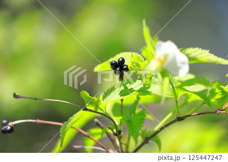 白山吹（シロヤマブキ）の花と果実  125447247