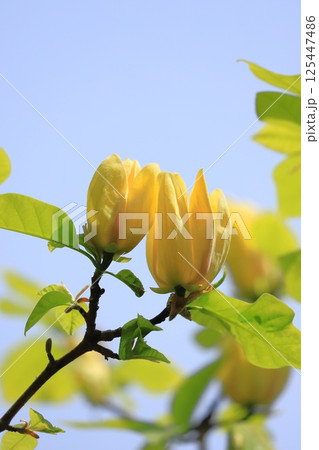 黄花木蓮(キバナモクレン)の花 黄花木蓮(キバナモクレン)の花 125447486