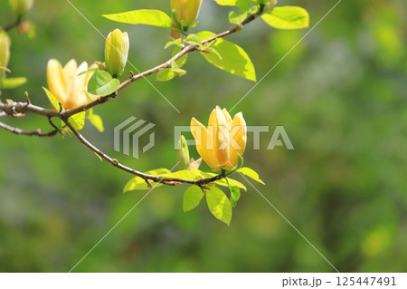 黄花木蓮(キバナモクレン)の花 黄花木蓮(キバナモクレン)の花 125447491