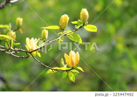 黄花木蓮(キバナモクレン)の花 黄花木蓮(キバナモクレン)の花 125447492