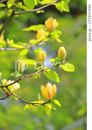 黄花木蓮(キバナモクレン)の花 黄花木蓮(キバナモクレン)の花 125447494