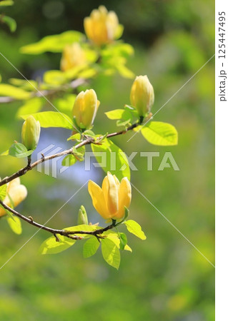 黄花木蓮（キバナモクレン）の花 125447495
