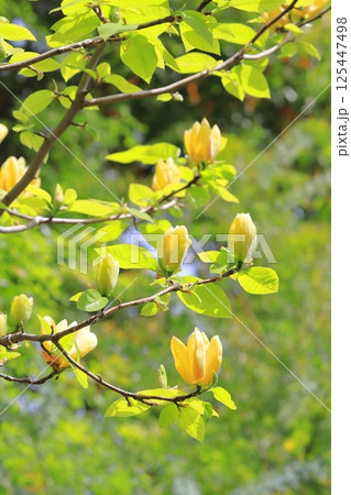 黄花木蓮(キバナモクレン)の花 黄花木蓮(キバナモクレン)の花 125447498
