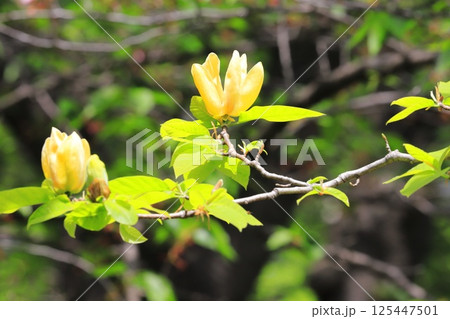 黄花木蓮（キバナモクレン）の花 125447501
