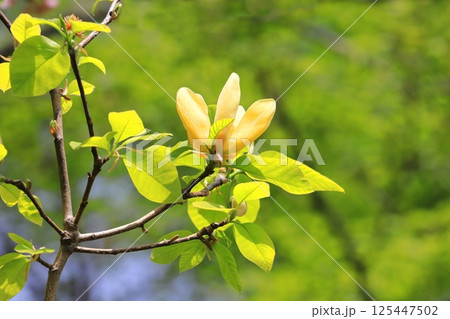 黄花木蓮(キバナモクレン)の花 黄花木蓮(キバナモクレン)の花 125447502