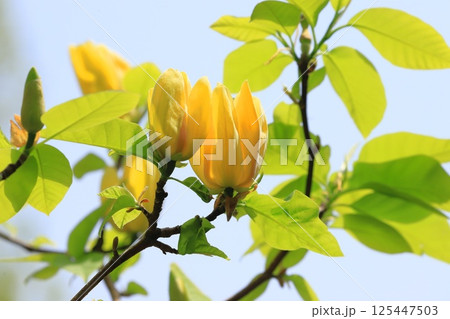 黄花木蓮(キバナモクレン)の花 黄花木蓮(キバナモクレン)の花 125447503