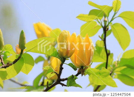 黄花木蓮(キバナモクレン)の花 黄花木蓮(キバナモクレン)の花 125447504