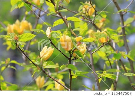 黄花木蓮（キバナモクレン）の花 125447507