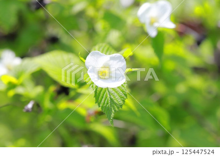白山吹(シロヤマブキ)の花と果実  白山吹(シロヤマブキ)の花と果実  125447524