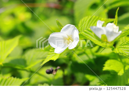 白山吹（シロヤマブキ）の花と果実  125447528