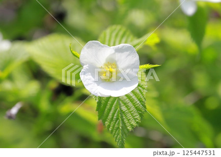 白山吹（シロヤマブキ）の花と果実  125447531