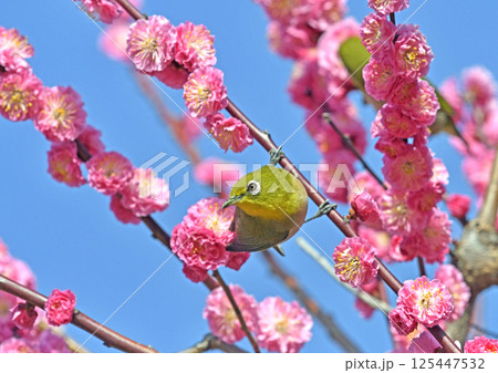 満開の紅梅にメジロ さん（ 春イメージ ）（ ほのぼのイメージ ） 125447532