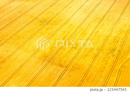 Agriculture field 125447565