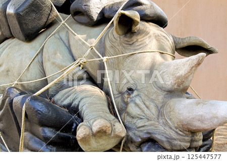 Sad rhino 125447577